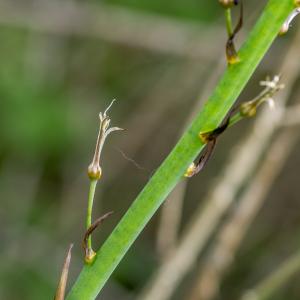 Photographie n°295912 du taxon Asphodelus albus Mill. [1768]