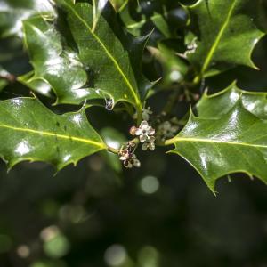 Photographie n°295948 du taxon Ilex aquifolium L.