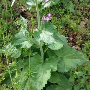 Photographie n°295955 du taxon Lunaria annua L. [1753]