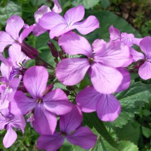 Photographie n°295956 du taxon Lunaria annua L. [1753]