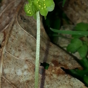 Photographie n°295962 du taxon Adoxa moschatellina L. [1753]