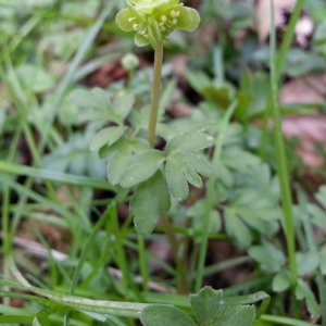 Photographie n°295963 du taxon Adoxa moschatellina L. [1753]