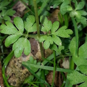 Photographie n°295964 du taxon Adoxa moschatellina L. [1753]