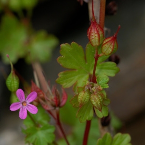  - Geranium lucidum L. [1753]