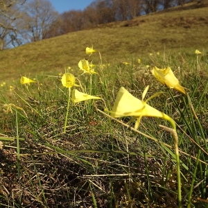 Photographie n°296060 du taxon Narcissus bulbocodium L. [1753]