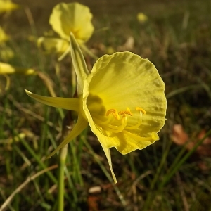 Photographie n°296062 du taxon Narcissus bulbocodium L. [1753]