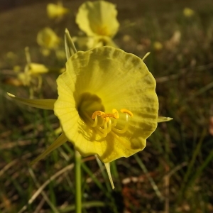 Photographie n°296063 du taxon Narcissus bulbocodium L. [1753]