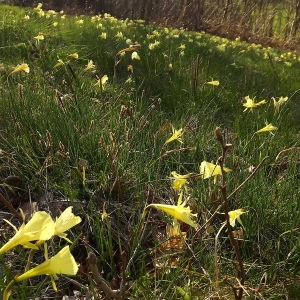 Photographie n°296066 du taxon Narcissus bulbocodium L. [1753]