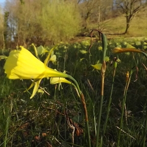 Photographie n°296069 du taxon Narcissus bulbocodium L. [1753]