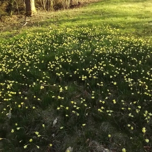 Photographie n°296072 du taxon Narcissus bulbocodium L. [1753]