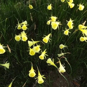 Photographie n°296073 du taxon Narcissus bulbocodium L. [1753]