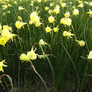 Photographie n°296074 du taxon Narcissus bulbocodium L. [1753]
