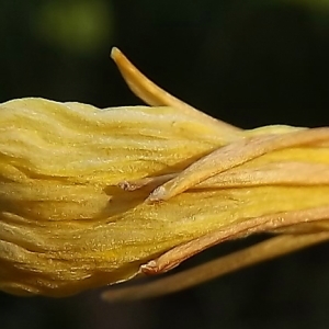 Photographie n°296075 du taxon Narcissus bulbocodium L. [1753]