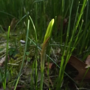 Photographie n°296077 du taxon Narcissus bulbocodium L. [1753]