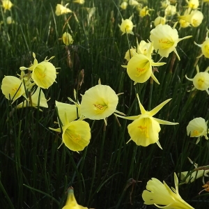 Photographie n°296078 du taxon Narcissus bulbocodium L. [1753]