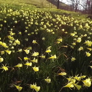 Photographie n°296080 du taxon Narcissus bulbocodium L. [1753]