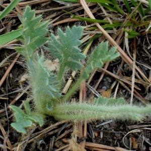 Papaver nudicaule L.