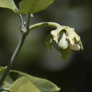 Photographie n°296120 du taxon Araujia sericifera Brot. [1818]