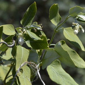 Photographie n°296121 du taxon Araujia sericifera Brot. [1818]