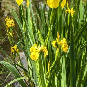 Photographie n°296124 du taxon Iris pseudacorus L.