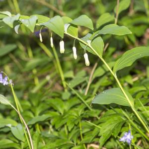 Photographie n°296129 du taxon Polygonatum multiflorum (L.) All.