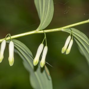 Photographie n°296130 du taxon Polygonatum multiflorum (L.) All.