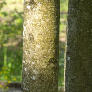 Photographie n°296150 du taxon Liriodendron chinensis (Hemsl.) Sarg.