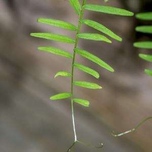 Photographie n°296155 du taxon Vicia articulata Hornem. [1813]