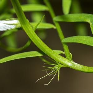 Photographie n°296156 du taxon Vicia articulata Hornem. [1813]