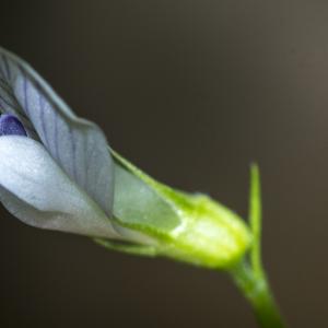 Photographie n°296160 du taxon Vicia articulata Hornem. [1813]