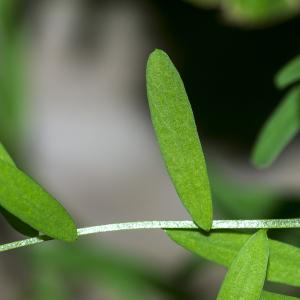 Photographie n°296161 du taxon Vicia articulata Hornem. [1813]