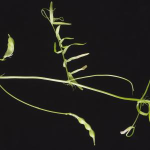 Photographie n°296162 du taxon Vicia articulata Hornem. [1813]