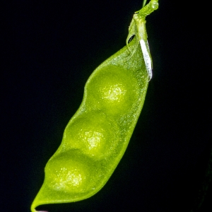 Photographie n°296168 du taxon Vicia articulata Hornem. [1813]