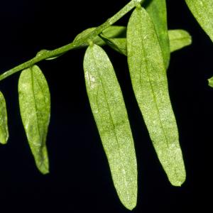 Photographie n°296171 du taxon Vicia articulata Hornem. [1813]