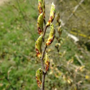 Photographie n°296221 du taxon Carpinus betulus L. [1753]