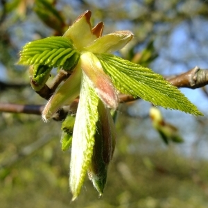 Photographie n°296222 du taxon Carpinus betulus L. [1753]