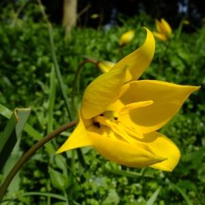 Photographie n°296264 du taxon Tulipa sylvestris L. [1753]