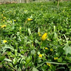 Photographie n°296267 du taxon Tulipa sylvestris L. [1753]