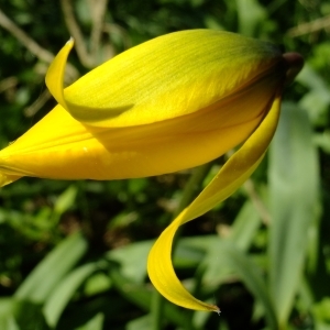 Photographie n°296268 du taxon Tulipa sylvestris L. [1753]