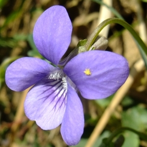 Photographie n°296288 du taxon Viola riviniana Rchb. [1823]