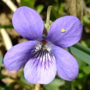Photographie n°296289 du taxon Viola riviniana Rchb. [1823]