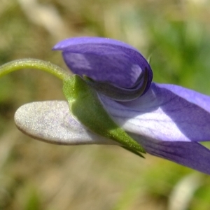 Photographie n°296290 du taxon Viola riviniana Rchb. [1823]