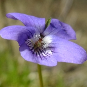 Photographie n°296291 du taxon Viola riviniana Rchb. [1823]