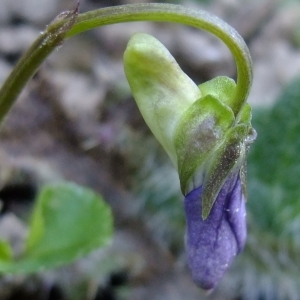 Photographie n°296296 du taxon Viola riviniana Rchb. [1823]