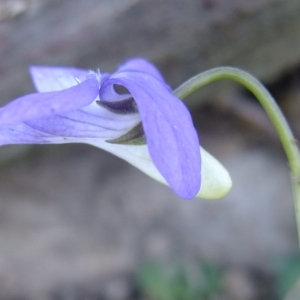 Photographie n°296298 du taxon Viola riviniana Rchb. [1823]