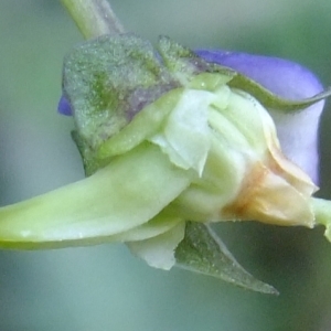 Photographie n°296299 du taxon Viola riviniana Rchb. [1823]