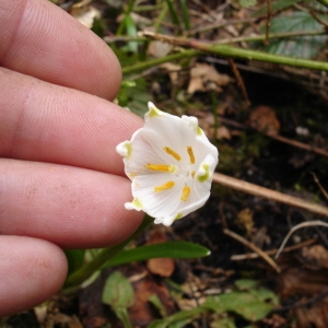 Photographie n°296322 du taxon Leucojum vernum L. [1753]