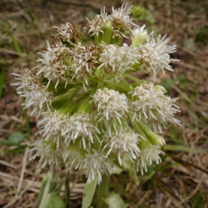 Photographie n°296370 du taxon Petasites albus (L.) Gaertn. [1791]