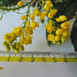 Photographie n°296371 du taxon Mahonia aquifolium (Pursh) Nutt. [1818]