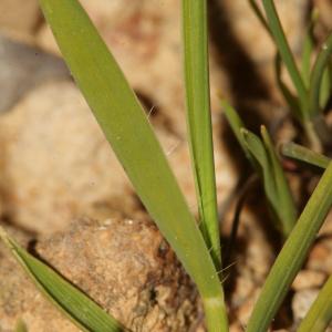 Photographie n°296406 du taxon Brachypodium distachyon var. pumilum Willk. [1861]